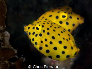 Two Yellow (Cubic) boxfish swimming in almost a mirror im... by Chris Pienaar 